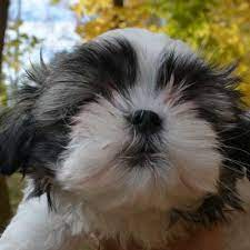 Betsy is just as playful and lovable as they come. Shih Tzu Puppies Surprising Facts And Complete Information