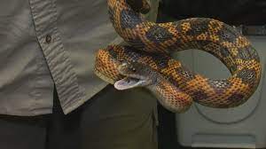central texas snakes seek places to