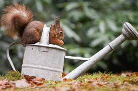 keep squirrels out of garden beds