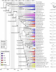 How Do You Like Your Fish Phylogenised Plos Biologue