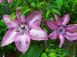 First in late spring to early summer, then in late summer to early fall. Pruning Clematis Walters Gardens Inc