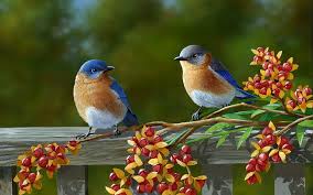 beautiful birds and flowers wallpapers