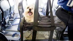 United Airlines introduces new pet policies after dog died on flight -  Chicago Business Journal