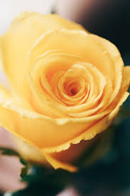 yellow rose vertical free stock photo