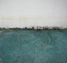 black mold smell finding mold