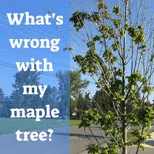 common maple tree problems and diseases
