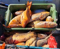 koi carp hunting comp sees four tonnes
