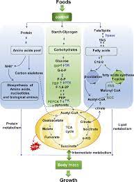 protein carbohydrate and lipid
