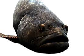 big lips fish stock image everypixel