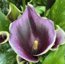 calla lilies zantedeschia species and