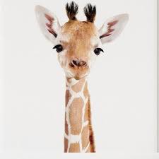 safari nursery art giraffe print