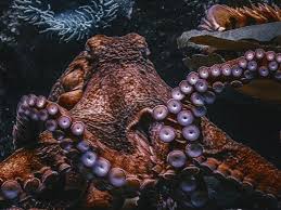 If we wind up wishing it had a little less man and a little more beast, that only serves its cause. An Instant Classic My Octopus Teacher By Fahri Karakas Journal Of Curiosity Imagination And Inspiration Medium