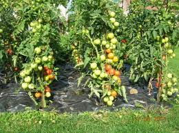 Отглеждането на домати в българия през 2016 година е сериозно предизвикателство. Domati Mrzeliv No Efektiven Nachin Za Otglezhdane