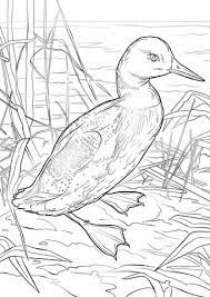 All of our coloring pages and sheets offered here are available to download, print, share, and even send to. Common Loon Coloring Page Free Printable Coloring Pages Bird Coloring Pages Coloring Pages Animal Coloring Pages