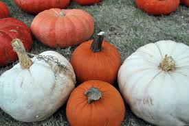 pick your own pumpkins in dallas fort worth
