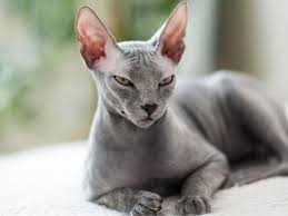 hairless cat breeds the sphynx the