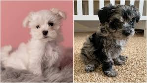 maltese vs maltipoo with pictures