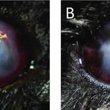 healing of a corneal ulcer on a 7 year