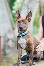 Although muscular, it is active and agile. Dogsandpupsdaily Australian Kelpie Staffordshire Bull Terrier