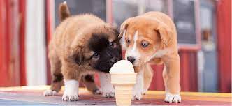 I want a chocolate ice cream with my fruit salad. Can Dogs Eat Ice Cream Petplace