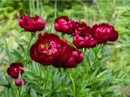 beautiful burgundy flowers for garden