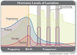 Hormone Levels During Menstrual Cycle Pregnancy And Birth