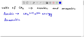 Aerobic And Anaerobic Respiration Is