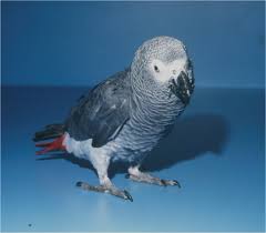 Basic Information Sheet African Grey Parrot Lafebervet