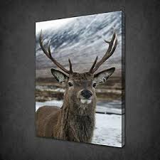 majestic scottish stag red deer canvas