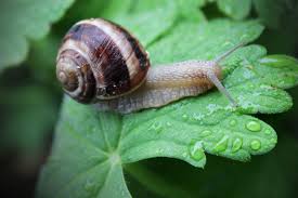 how to find and catch a garden snail