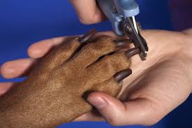 nail clipping broome veterinary hospital