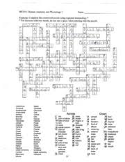 Connective tissue vocabulary crossword for anatomy. Muscle Anatomy Crossword Anatomy Drawing Diagram