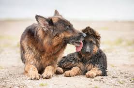 7 surprising facts about dog kisses