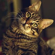 Tabby cats are thought to be more intelligent. Tabby Life Expectancy Online Shopping