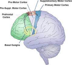 primary motor cortex an overview