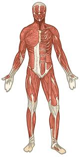 Anatomical positions are important because they give us a frame of reference for describing the body. Https Www Pearsonschoolsandfecolleges Co Uk Feandvocational Sportsstudies Alevel Ocralevelpe2008 Samples Samplepagesfromocraspestudentbook Chapter1 Sample Pdf