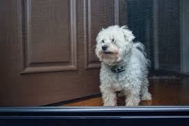 Pets From Damaging Your Screen Door