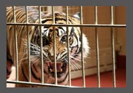 Animals Should Not Be Kept In Cages     Annabelle F      The Bell Magazine What else would we do without a zoo  Female prisoners were kept in cells  just three feet wide  which were so cramped they could barely stretch out  their    