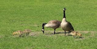 What can you do to keep geese off of your dock, though? How To Keep Geese Off The Lawn The Lawn Mower Guru