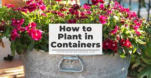 How To Plant Pots Tips For Container