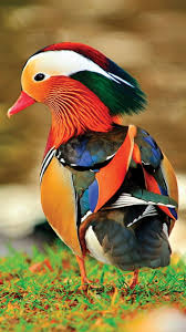 mandarin duck bird pet hd phone