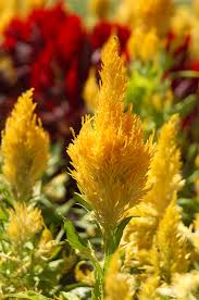 Maybe you would like to learn more about one of these? Celosia Better Homes Gardens