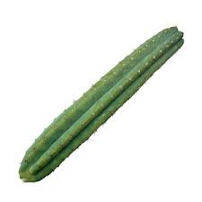 The san pedro cactus has been used in traditional andean culture for millennia but has recently disclaimer: Trichocereus Pachanoi San Pedro Worldherbals
