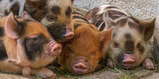 perfect pigs which pig breed is best