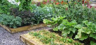 5 Tips For Planning Your Vegetable Garden
