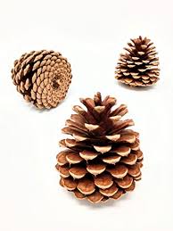 Amazon.com: Unscented Pine Cones Large for Crafts - 12 Pinecones Bulk -  Natural Ponderosa Pine Cone! : Arts, Crafts & Sewing