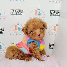 found 29 results for teacup poodle