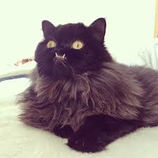 Lil bub a short lower jaw, toothlessness and osteopetrosis. Meet Princess Monster Truck A Poor Cat That Was Rescued From The Streets Bored Panda