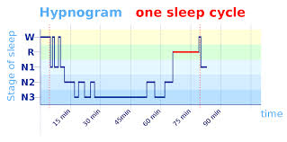 Sleep Cycle Wikipedia