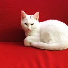 Ideale kat de beste keuze volgens dit onderzoek is een kat die zwart, wit, grijs is of een tijgervacht heeft. White Cat Witte Kat Op Rode Stoel White Cats Dog Cat Cats